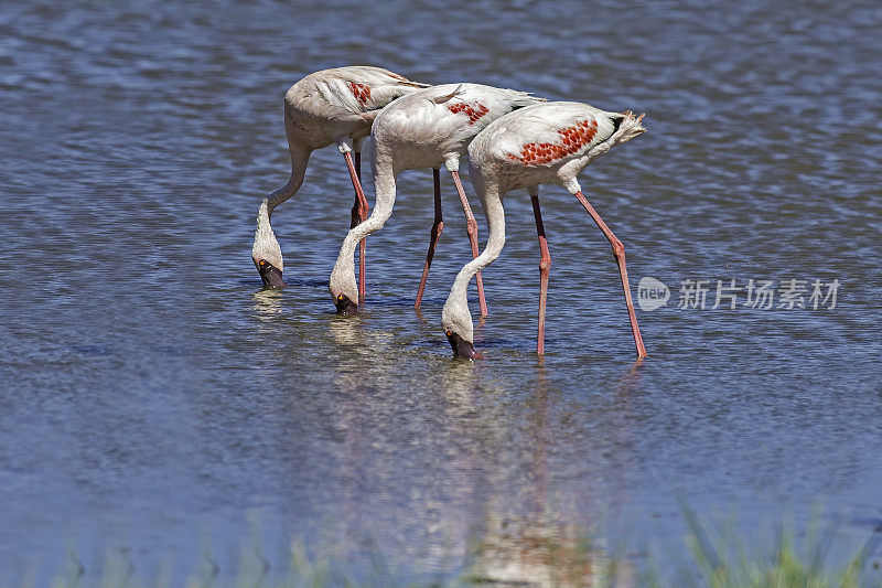 小火烈鸟(Phoenicopterus minor)是一种出现在撒哈拉以南非洲的火烈鸟。纳库鲁湖国家公园，肯尼亚